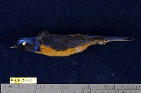 藏品(黃腹琉璃)的圖片